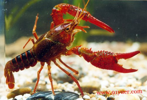 �и��ܳ���Ϻ�� �����Կɲ�������Ӫ����ͨ������