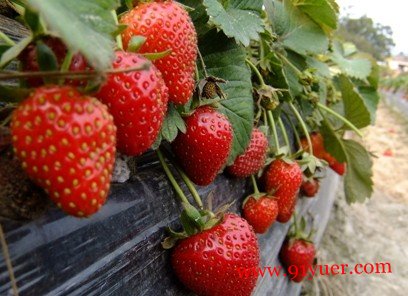 ͼ���и���ʲôˮ������Ѫ ����Ư���Ա���