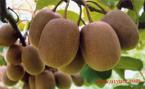 ר�ҽ��⨺��ҵ�Ӫ����ֵ����Щ �Լ��и��ܳ�⨺�����
