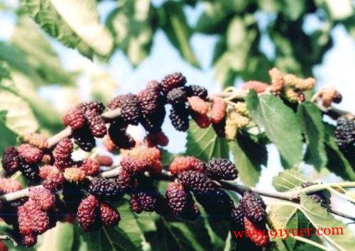 �и���ɣ�ص�ע������ �и��ɳ�ɣ����
